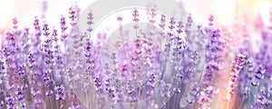 Selective and soft focus on lavender flower, lavender flowers in flower garden