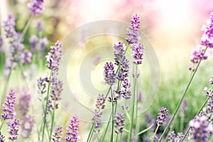 Selective and soft focus on lavender, lavender flowers lit by sunlight in flower garden