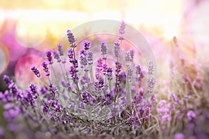 Selective and soft focus on lavender, lavender flowers lit by sunlight in flowerbad