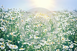 Selective and soft focus on little daisy, beautiful meadow with lot of little daisy