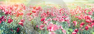 Selective and soft focus on poppy flowers, beautiful spring landscape