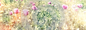 Selective and soft focus on poppy flowers, field of blooming purple poppies