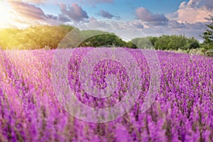 Selective and soft focus on purple flower, beautiful meadow landscape in late afternoon - dusk