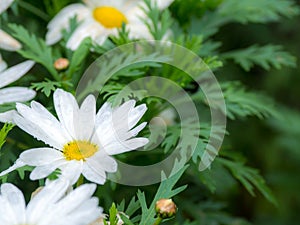 Selective and soft focus of white Daisy flower and yellow stamen white green leaves