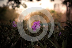 Selective solf focus beautiful purble color flower in the garden