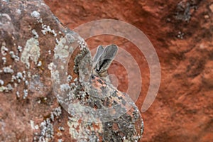 Selective of southern viscacha ears (Lagidium viscacia) from rocks