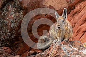 Selective of southern viscacha (Lagidium viscacia) on rocks photo