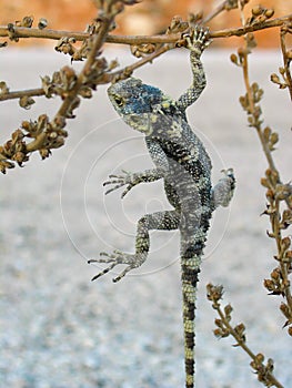 Selective of a stellion (Laudakia stellio) lizard