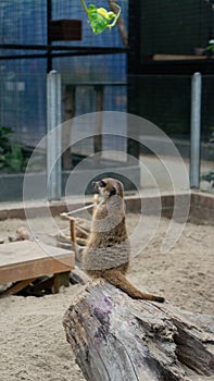 Selective of suricates in a zoo