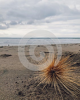 Selective of tumbleweed on a beach on a cloudy day