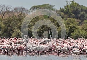 Selective of two greater flamingos in group lesser flamingos