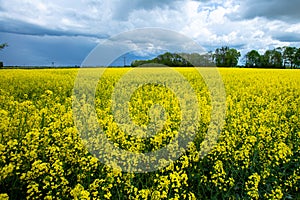 a selective vertical shot of a rape bloomig over the field