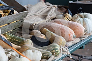 Selective view of many old types of organic pumpkins on a wooden board