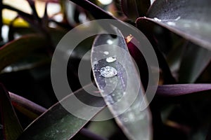 Selective of waterdrops on a leaf of a house plant