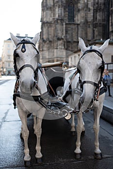 Selective of white carriage  horses in Vienna