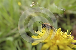 Selective wide angle focus closeup on a male Grey-gastered mining bee, Andrena nitida sitting on a yellow dandelion