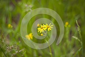 Selectively focus on the chamomile flowers or the flowers of the chamomile plant. small yellow daisy flowers. Meadow field in an