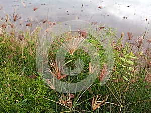 Selectivr Focus of Chloris Virgata or Purpletop Rhode Grass, Suitable for Background Use