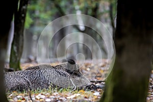 Selectove focus shot of a Wild boar lying on the ground in a forest