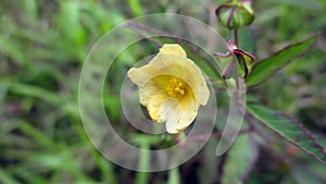 Sida rhombifolia flower photo