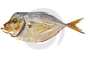 Selene vomer on white