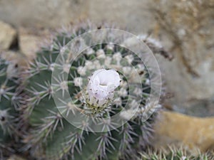 Selenicereus grandiflorus