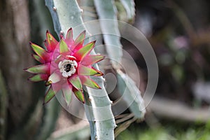 Selenicereus grandiflorus background details, Pink vanilla cactus, South american species, Introduced ornamental species