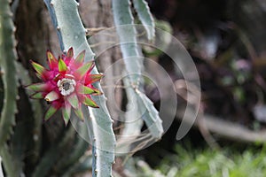 Selenicereus grandiflorus background details, Pink vanilla cactus, South american species, Introduced ornamental species