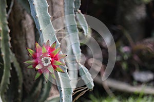 Selenicereus grandiflorus background details, Pink vanilla cactus, South american species, Introduced ornamental species photo