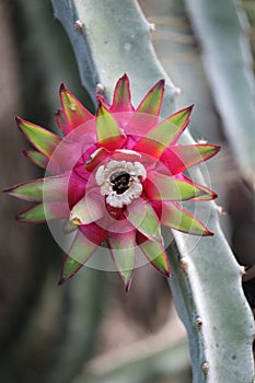 Selenicereus grandiflorus details, Pink vanilla cactus, South american species, Introduced ornamental species photo