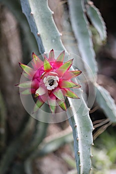 Selenicereus grandiflorus, Pink vanilla cactus, South american species, Introduced ornamental species photo