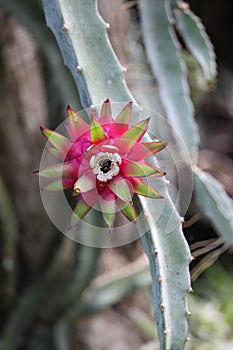 Selenicereus grandiflorus, Pink vanilla cactus, South american species, Introduced ornamental species photo