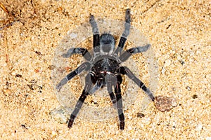 Selenocosmia javanensis tarantula spider