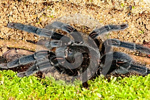 Selenocosmia javanensis tarantula spider