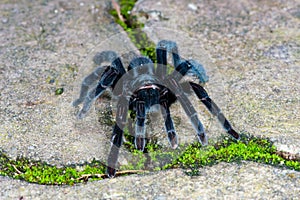 Selenocosmia javanensis tarantula spider