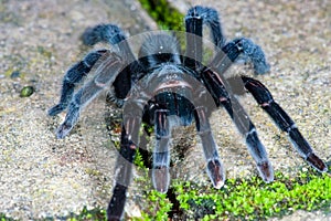 Selenocosmia javanensis tarantula spider