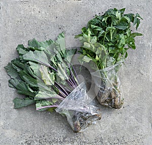 Seler and kohlrabi seedlings