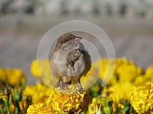 Self-confident sparrow