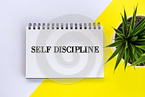 Self discipline concept. Business flat lay with plant in a small pot on the white and yellow table background.
