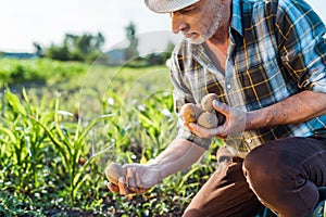 self-employed farmer in straw hat holding potatoes near corn field.