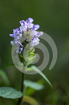 Self Heal 1