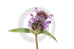 Self-heal flowers closeup