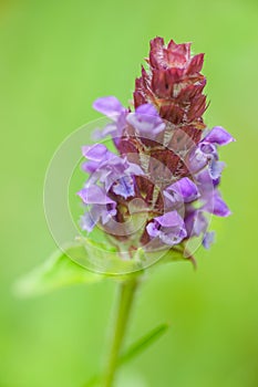 Self-Heal - Heal-All - Prunella vulgaris