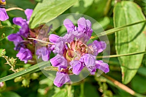 Self heal, typical flora from the Swiss alps