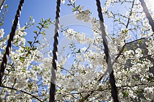 Self-isolation, quarantine, spring 2020, flowering trees through the window bars