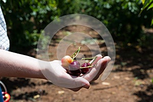 Self picking cherries at Odem in Golan Heights