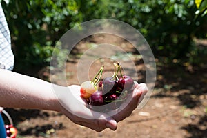 Self picking cherries at Odem in Golan Heights