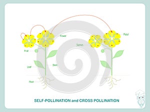 Self-pollination and cross-pollination. Pollination of flowering plants scheme for biology botany lessons, school