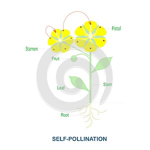 Self-pollination. Pollination of flowering plants scheme for biology botany lessons, school, college. Yellow flowers