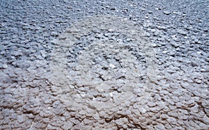 Self-precipitating table salt sodium chloride on the surface of dried plants
